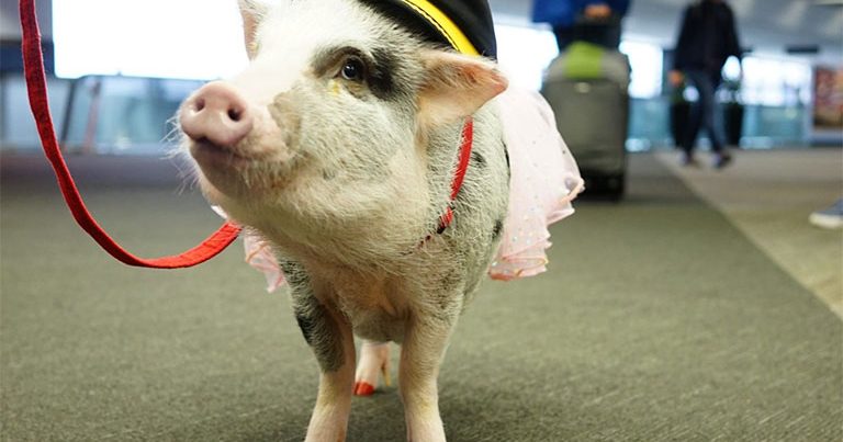 Therapy pig greets travellers at San Francisco Airport