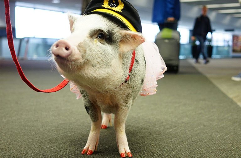 LiLou is the first known airport therapy pig in the United States, and promises to surprise and delight guests at SFO with her winning personality, charming costumes, and painted nails.