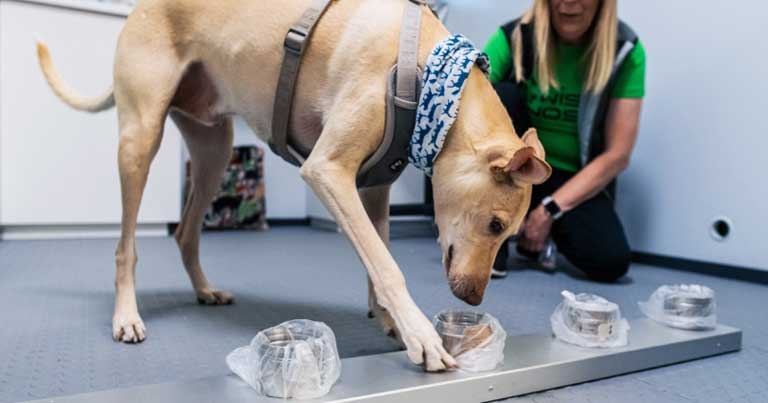 COVID-19 dogs introduced at HEL to detect infected passengers